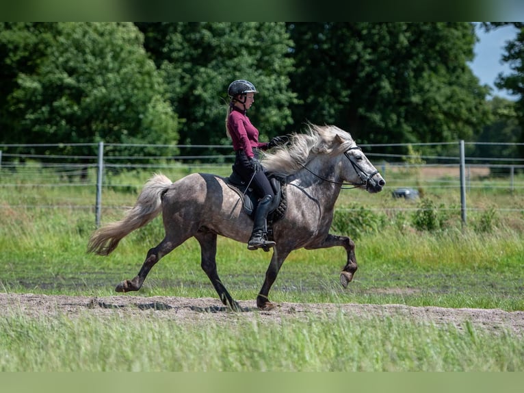 Caballos islandeses Caballo castrado 7 años 145 cm Tordo in Lehmrade