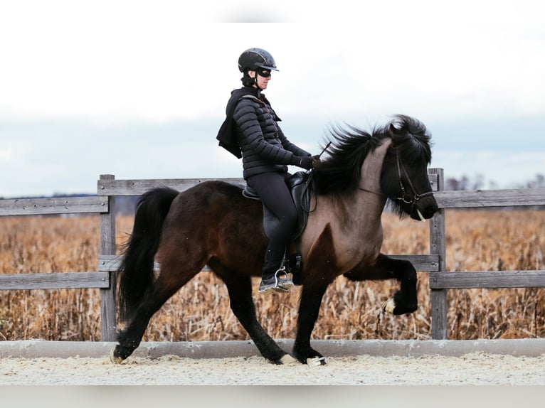 Caballos islandeses Caballo castrado 7 años 146 cm Negro in Taufkirchen an der Trattnach