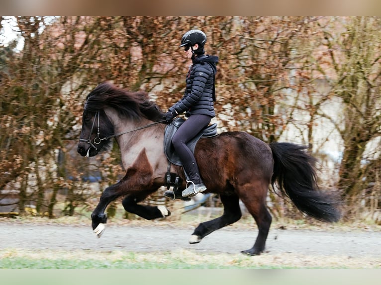 Caballos islandeses Caballo castrado 7 años 146 cm Negro in Taufkirchen an der Trattnach