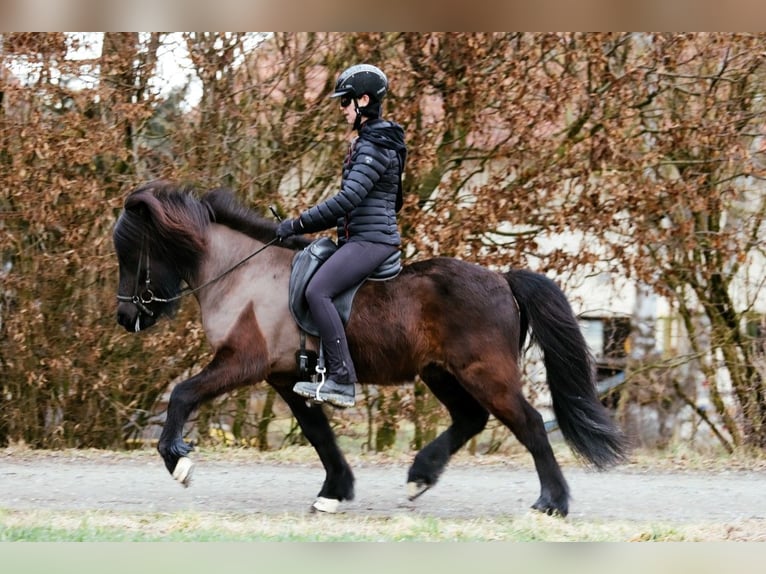 Caballos islandeses Caballo castrado 7 años 146 cm Negro in Taufkirchen an der Trattnach