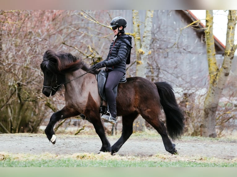 Caballos islandeses Caballo castrado 7 años 146 cm Negro in Taufkirchen an der Trattnach