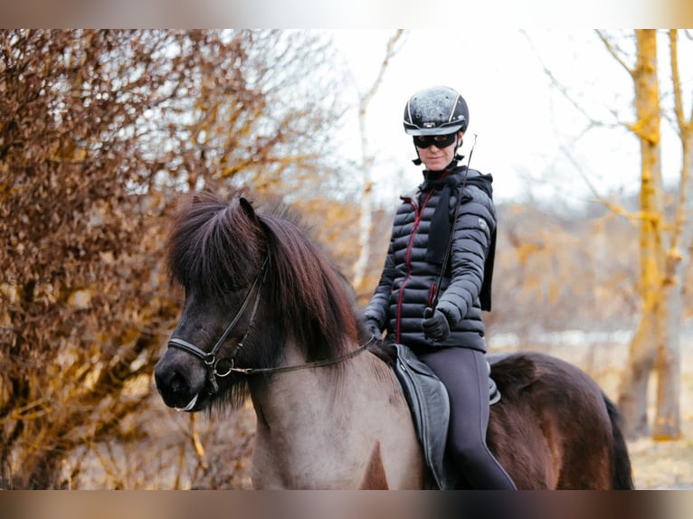 Caballos islandeses Caballo castrado 7 años 146 cm Negro in Taufkirchen an der Trattnach