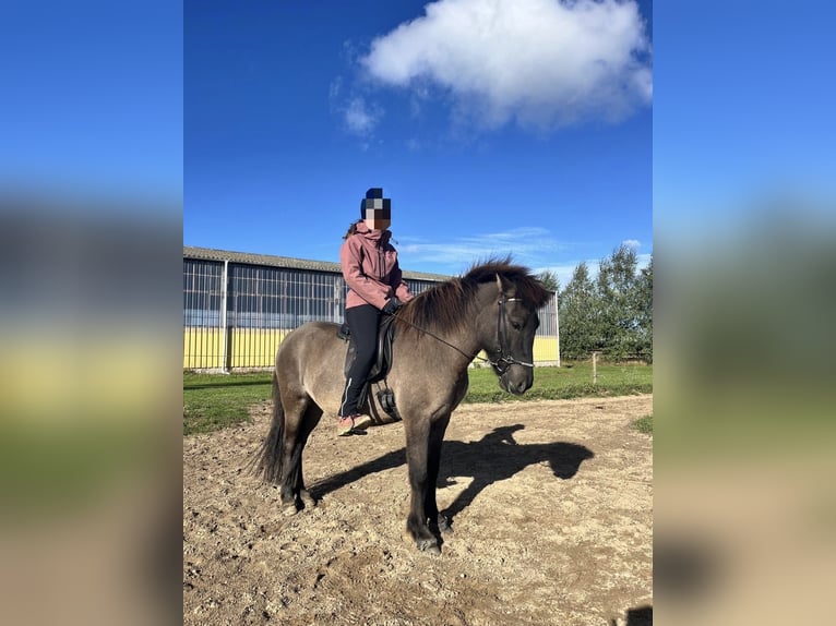 Caballos islandeses Caballo castrado 7 años 150 cm Bayo in Alfter