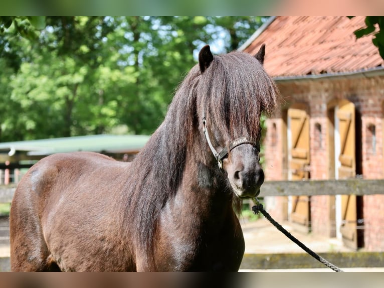 Caballos islandeses Caballo castrado 7 años 150 cm in Farven