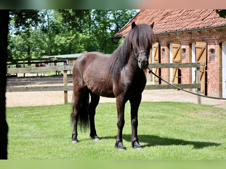 Caballos islandeses Caballo castrado 7 años 150 cm in Farven