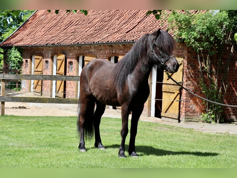 Caballos islandeses Caballo castrado 7 años 150 cm in Farven