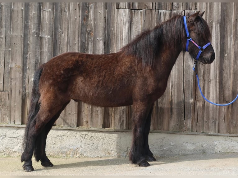 Caballos islandeses Caballo castrado 7 años Negro in Straßwalchen
