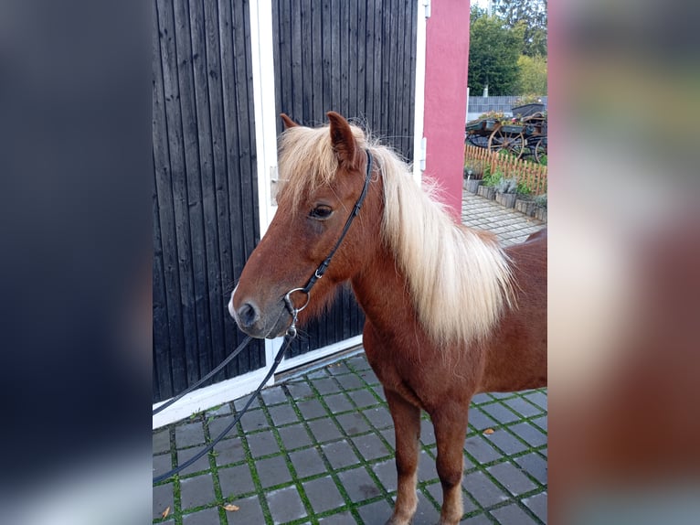 Caballos islandeses Mestizo Caballo castrado 8 años 125 cm Alazán in Petersaurach