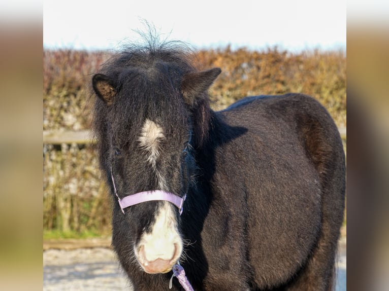 Caballos islandeses Caballo castrado 8 años 128 cm Negro in Neustadt (Wied)