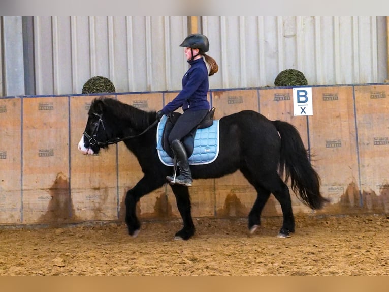 Caballos islandeses Caballo castrado 8 años 128 cm Negro in Neustadt (Wied)