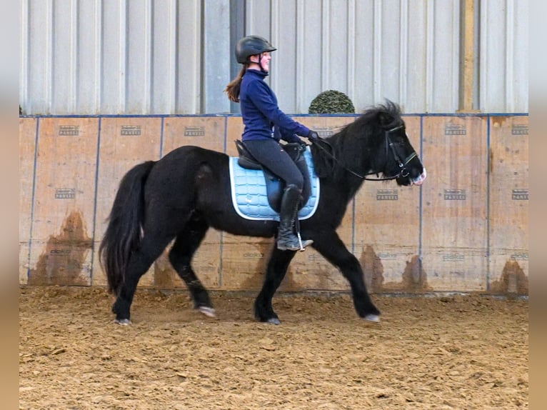 Caballos islandeses Caballo castrado 8 años 128 cm Negro in Neustadt (Wied)