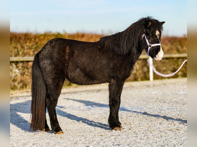 Caballos islandeses Caballo castrado 8 años 128 cm Negro in Neustadt (Wied)