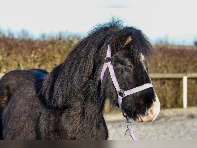 Caballos islandeses Caballo castrado 8 años 128 cm Negro in Neustadt (Wied)