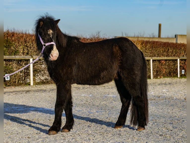 Caballos islandeses Caballo castrado 8 años 128 cm Negro in Neustadt (Wied)