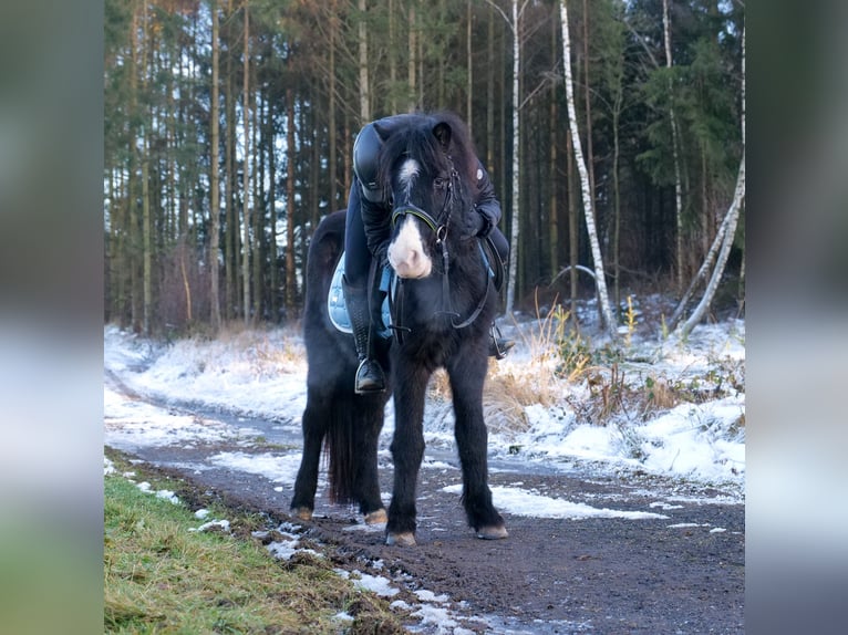 Caballos islandeses Caballo castrado 8 años 128 cm Negro in Neustadt (Wied)