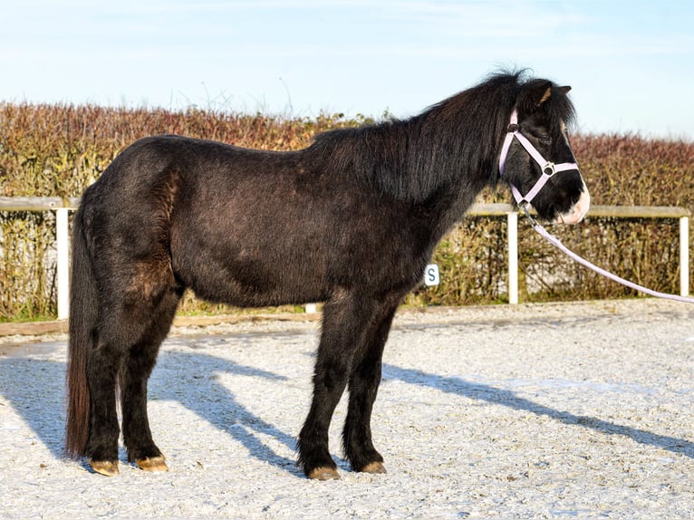 Caballos islandeses Caballo castrado 8 años 128 cm Negro in Neustadt (Wied)