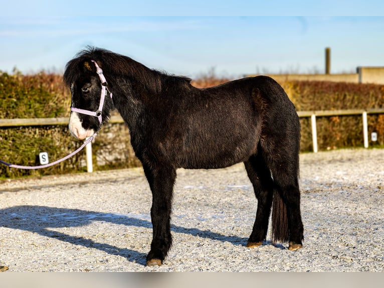 Caballos islandeses Caballo castrado 8 años 128 cm Negro in Neustadt (Wied)