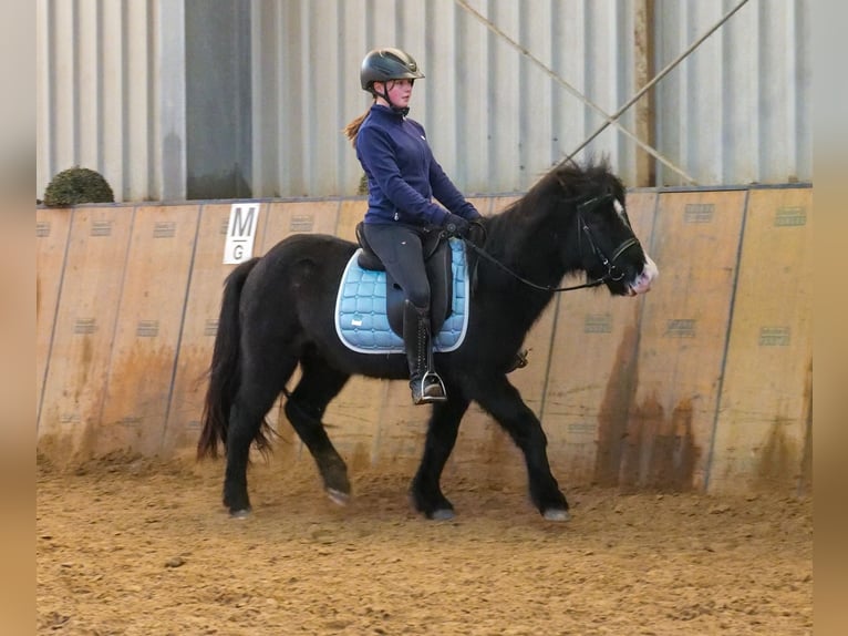 Caballos islandeses Caballo castrado 8 años 128 cm Negro in Neustadt (Wied)