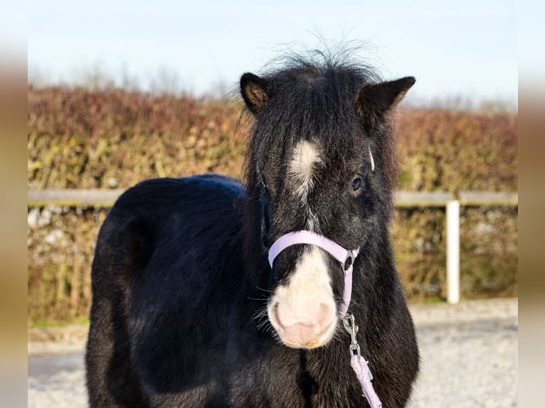 Caballos islandeses Caballo castrado 8 años 128 cm Negro in Neustadt (Wied)