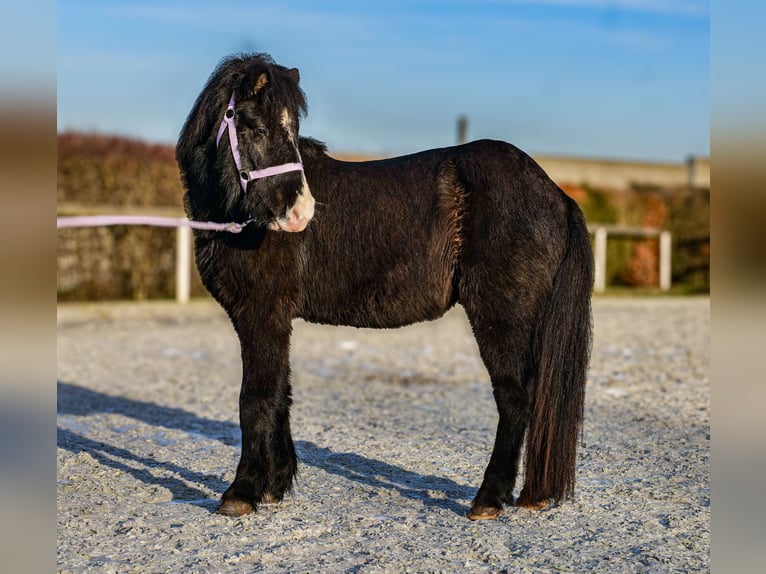 Caballos islandeses Caballo castrado 8 años 128 cm Negro in Neustadt (Wied)