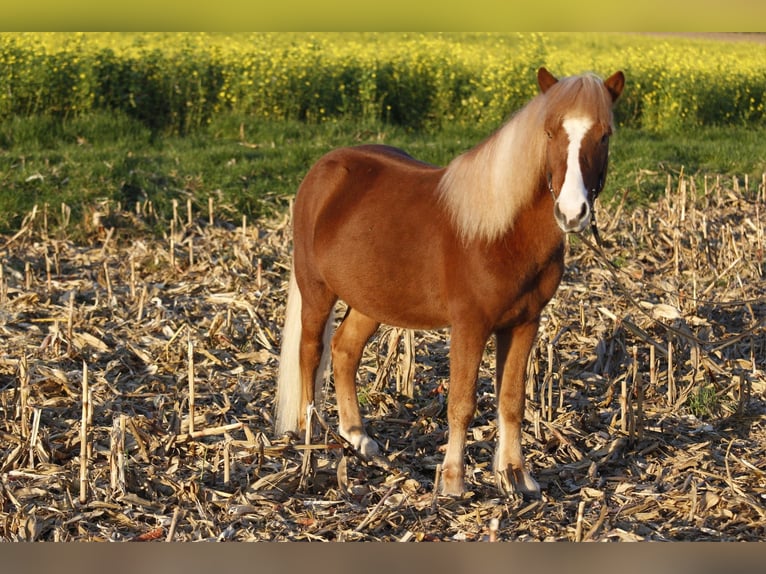 Caballos islandeses Caballo castrado 8 años 132 cm Alazán in Kandel