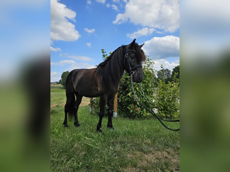 Caballos islandeses Caballo castrado 8 años 134 cm Negro in Eslarn