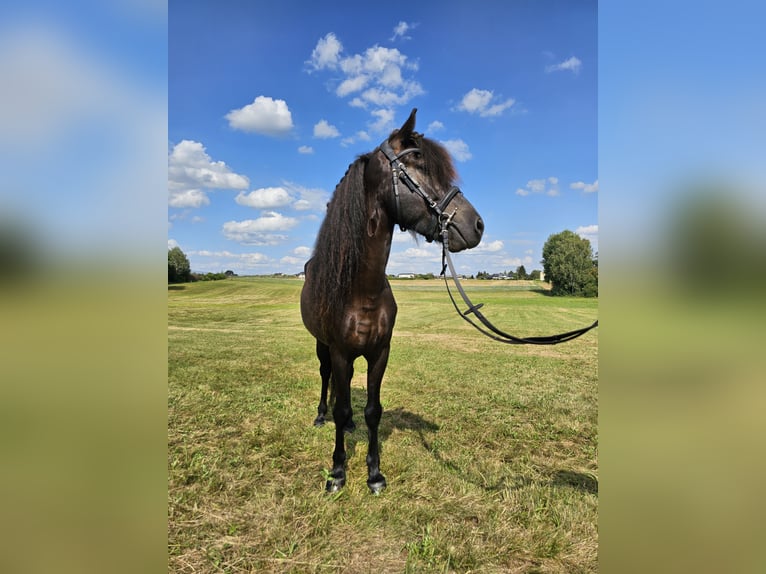 Caballos islandeses Caballo castrado 8 años 134 cm Negro in Eslarn