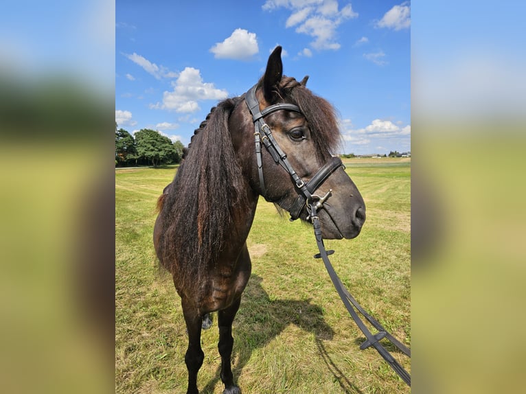 Caballos islandeses Caballo castrado 8 años 134 cm Negro in Eslarn