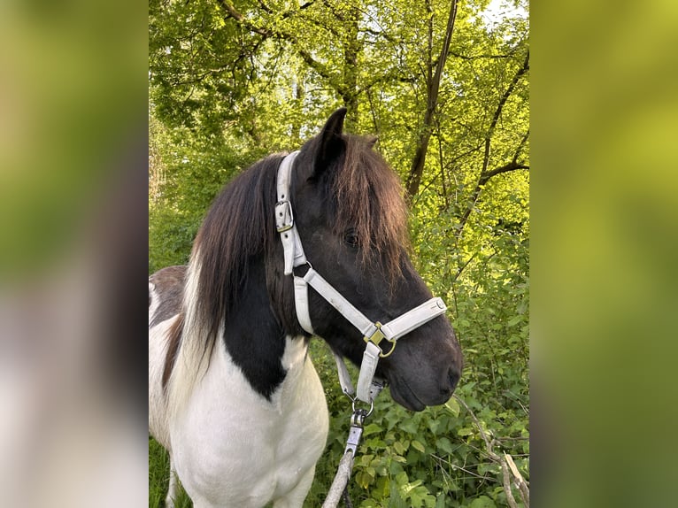 Caballos islandeses Caballo castrado 8 años 134 cm Pío in Königswinter