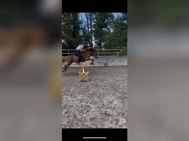 Caballos islandeses Caballo castrado 8 años 135 cm Alazán in Eynatten