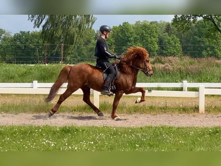 Caballos islandeses Caballo castrado 8 años 136 cm Alazán in Schneverdingen