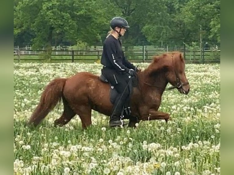 Caballos islandeses Caballo castrado 8 años 136 cm Alazán in Schneverdingen