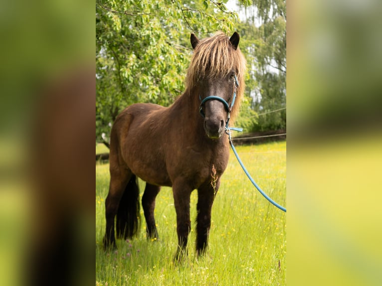 Caballos islandeses Caballo castrado 8 años 136 cm Negro in Uehlfeld