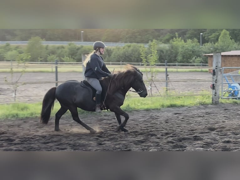 Caballos islandeses Caballo castrado 8 años 137 cm Morcillo in Nienhagen