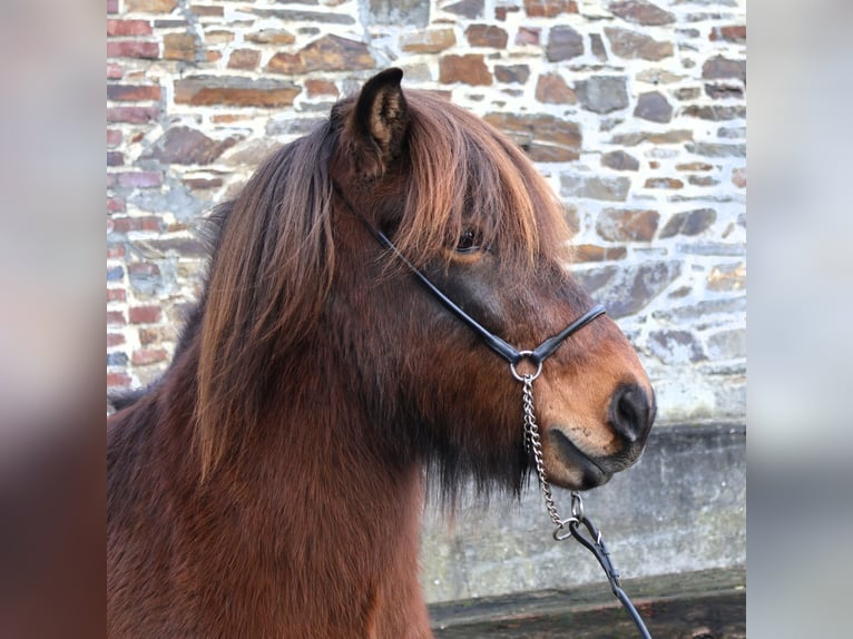 Caballos islandeses Caballo castrado 8 años 138 cm Castaño in Friesenhagen