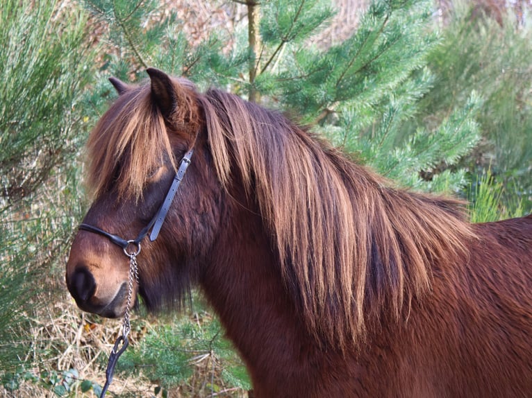 Caballos islandeses Caballo castrado 8 años 138 cm Castaño in Friesenhagen