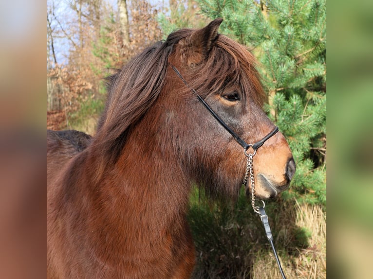 Caballos islandeses Caballo castrado 8 años 138 cm Castaño in Friesenhagen