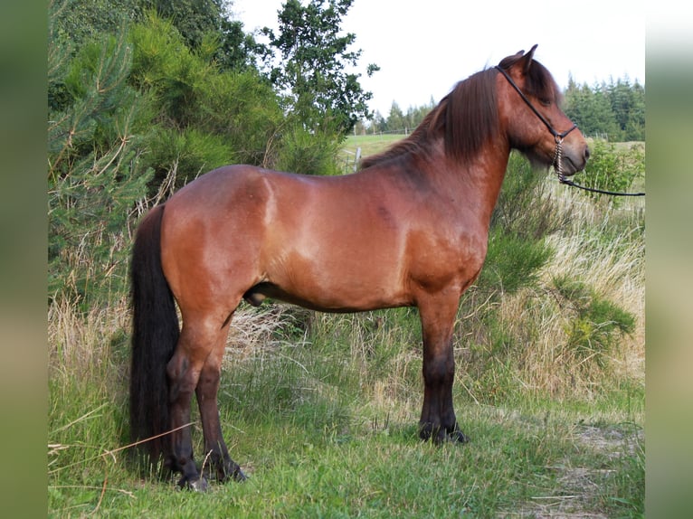 Caballos islandeses Caballo castrado 8 años 138 cm Castaño in Friesenhagen