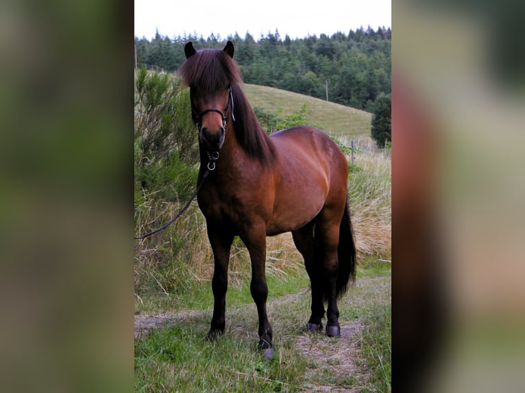 Caballos islandeses Caballo castrado 8 años 138 cm Castaño in Friesenhagen