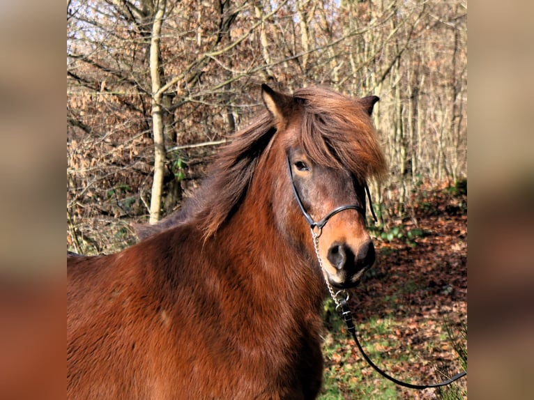 Caballos islandeses Caballo castrado 8 años 138 cm Castaño in Friesenhagen