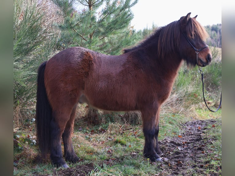 Caballos islandeses Caballo castrado 8 años 138 cm Castaño in Friesenhagen