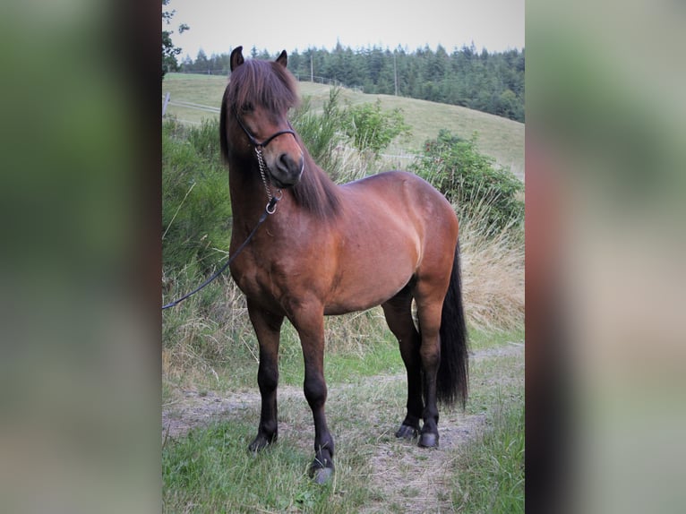 Caballos islandeses Caballo castrado 8 años 138 cm Castaño in Friesenhagen