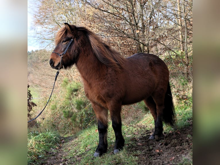 Caballos islandeses Caballo castrado 8 años 138 cm Castaño in Friesenhagen