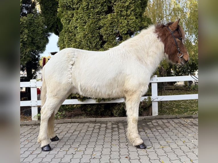 Caballos islandeses Caballo castrado 8 años 138 cm Pío in Lochen am See