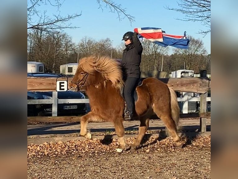 Caballos islandeses Caballo castrado 8 años 139 cm Castaño in Schneverdingen