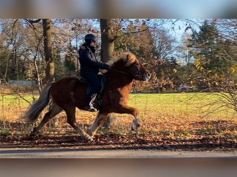 Caballos islandeses Caballo castrado 8 años 139 cm Castaño in Schneverdingen