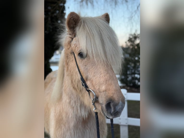 Caballos islandeses Caballo castrado 8 años 139 cm Palomino in Lochen am See