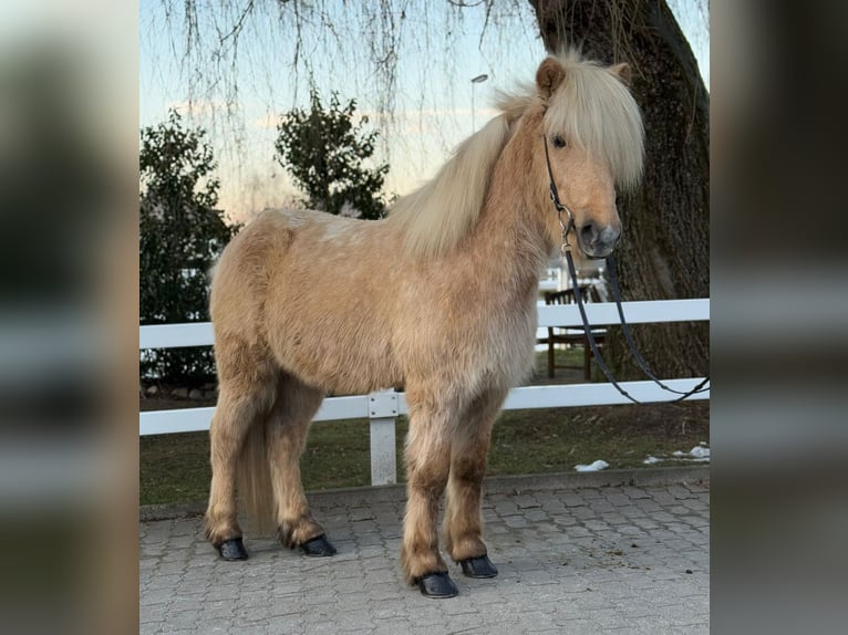 Caballos islandeses Caballo castrado 8 años 139 cm Palomino in Lochen am See