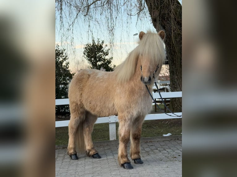 Caballos islandeses Caballo castrado 8 años 139 cm Palomino in Lochen am See