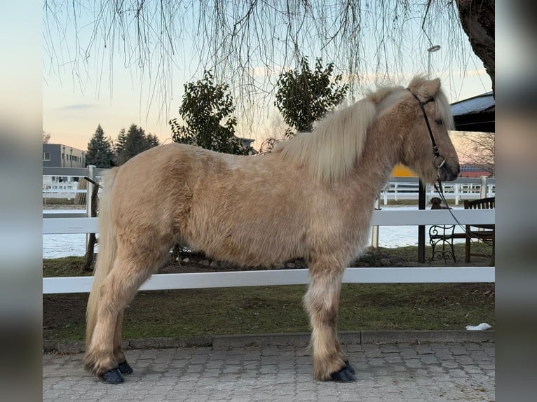 Caballos islandeses Caballo castrado 8 años 139 cm Palomino in Lochen am See